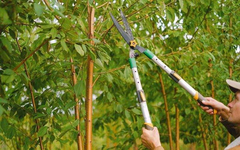 Tree trimming in Orofino, ID